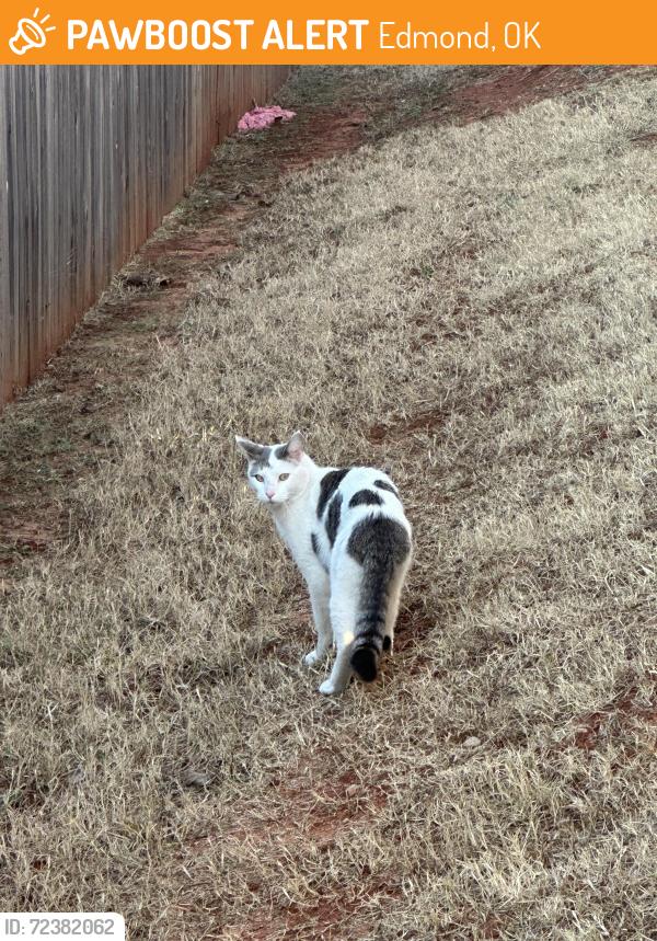 Found/Stray Unknown Cat last seen Off Penn, north of Waterloo in Hamilton neighborhood, Edmond, OK 73025