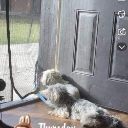 Lost Male Dog last seen Ebroad, Columbus, OH 43213