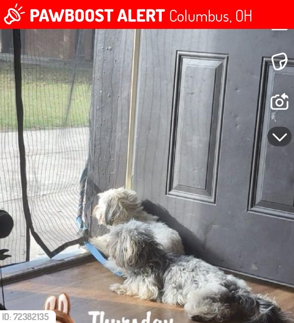 Lost Male Dog last seen Ebroad, Columbus, OH 43213