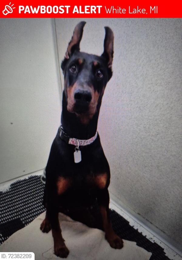 Lost Female Dog last seen Maryland Hollow and Hidden Pines off white lake rd., White Lake, MI 48383