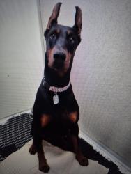 Lost Female Dog last seen Maryland Hollow and Hidden Pines off white lake rd., White Lake, MI 48383