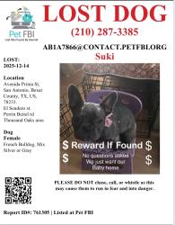 Lost Female Dog last seen Capotillo st , el sendero st, , San Antonio, TX 78233