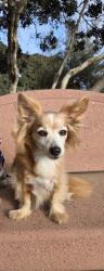 Lost Female Dog last seen 119th Street, Los Angeles, CA 90061