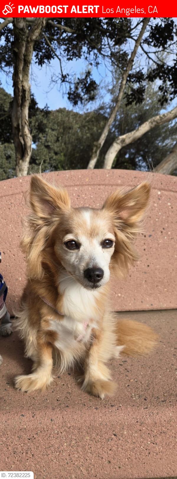 Lost Female Dog last seen 119th Street, Los Angeles, CA 90061