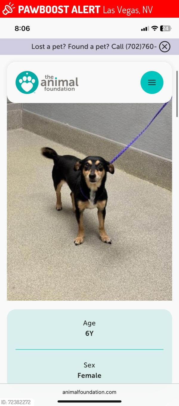 Lost Female Dog last seen animal foundation, Las Vegas, NV 89101