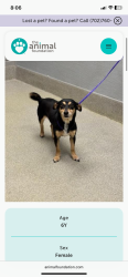 Lost Female Dog last seen animal foundation, Las Vegas, NV 89101