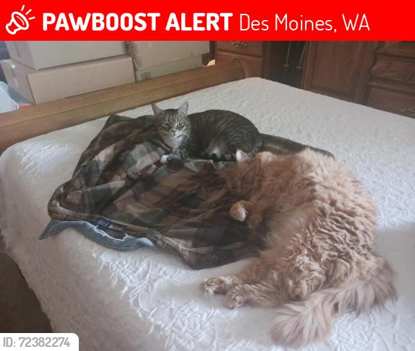 Lost Male Cat last seen Huntington Park, Des Moines, WA 98198