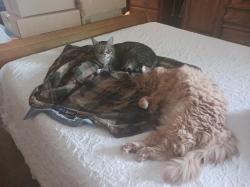 Lost Male Cat last seen Huntington Park, Des Moines, WA 98198