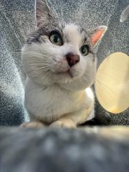 Lost Male Cat last seen Old Wenonah Rd, Greensprings, Birmingham, AL 35211