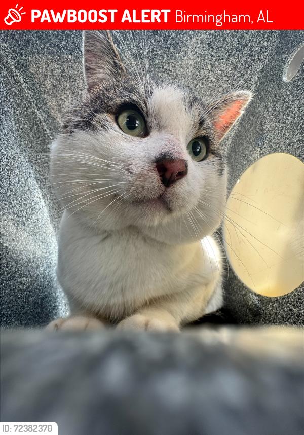 Lost Male Cat last seen Old Wenonah Rd, Greensprings, Birmingham, AL 35211