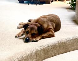 Lost Male Dog last seen Travois and Mineral Dr, Aurora, CO 80016