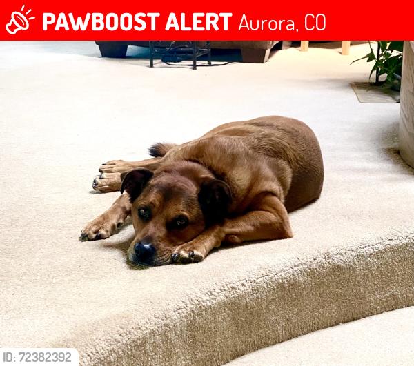 Lost Male Dog last seen Travois and Mineral Dr, Aurora, CO 80016