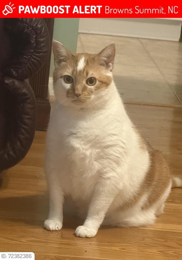 Lost Male Cat last seen Thacker Road/Yanceyville St., Browns Summit, Browns Summit, NC 27214