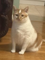 Lost Male Cat last seen Thacker Road/Yanceyville St., Browns Summit, Browns Summit, NC 27214