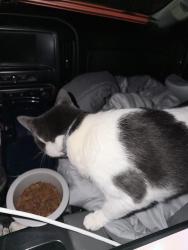 Lost Male Cat last seen 2223-2213 Commerce Dr, Arlington, Arlington, TX 76011