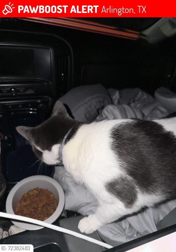 Lost Male Cat last seen 2223-2213 Commerce Dr, Arlington, Arlington, TX 76011