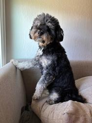 Lost Female Dog last seen East Bayshore Ave, East Palo Alto, CA 94303
