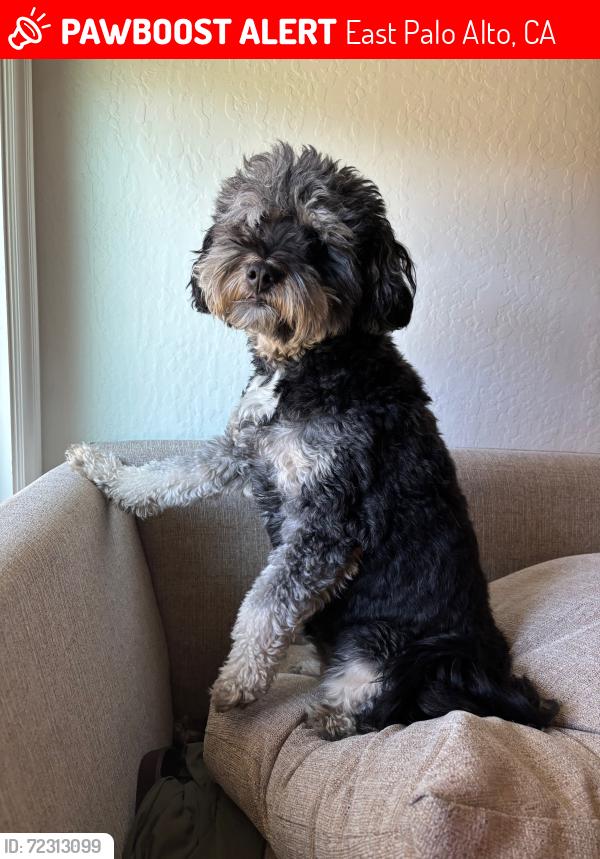 Lost Female Dog last seen East Bayshore Ave, East Palo Alto, CA 94303