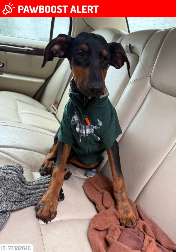 Lost Female Dog last seen Colonia tampiquito , San Pedro Garza García, N.L. 