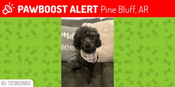 Lost Male Dog last seen Ridgway Road , Pine Bluff, AR 71603