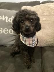 Lost Male Dog last seen Ridgway Road , Pine Bluff, AR 71603