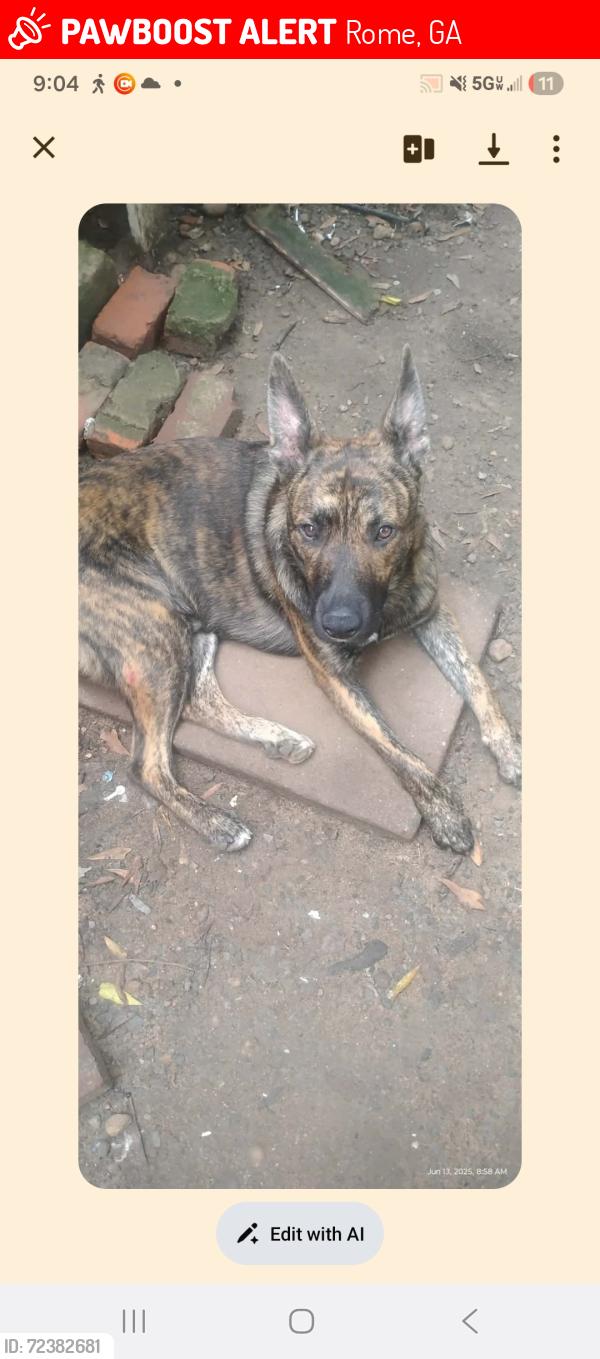 Lost Male Dog last seen Backyard, Rome, GA 30161
