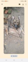 Lost Male Dog last seen Backyard, Rome, GA 30161