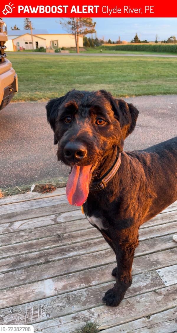Lost Male Dog last seen Gass’s Convenience Store, Clyde River, PE 