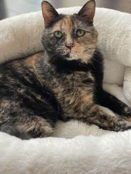 Lost Female Cat last seen Near Sevilla Dr, Fort Myers, FL 33913