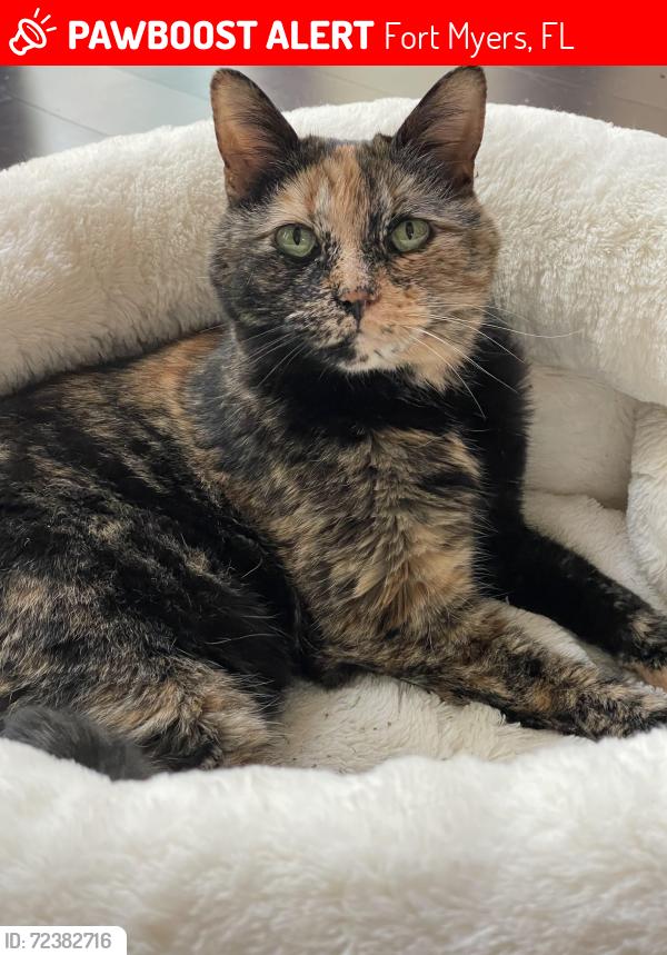 Lost Female Cat last seen Near Sevilla Dr, Fort Myers, FL 33913