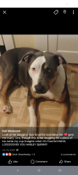 Lost Female Dog last seen Howells ferry Rd and moffett rd , Mobile, AL 36602