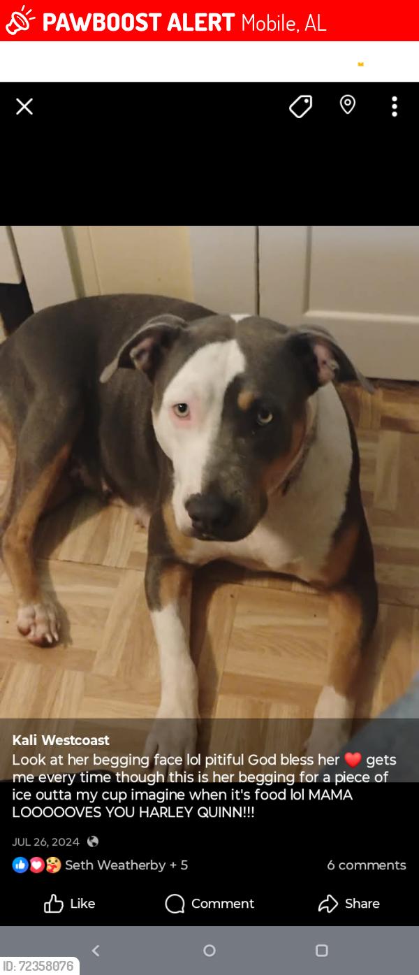 Lost Female Dog last seen Howells ferry Rd and moffett rd , Mobile, AL 36602