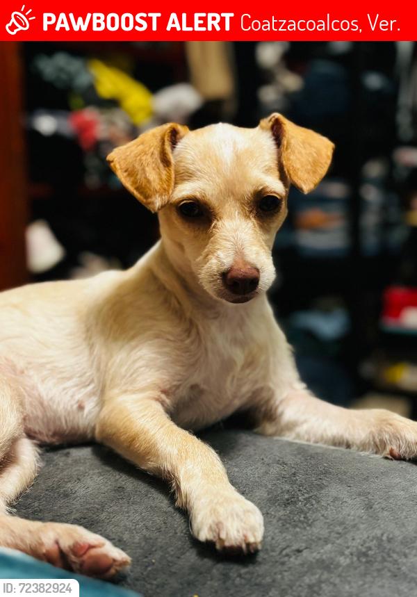Lost Male Dog last seen Av. 16 de Septiembre y Av. Venustiano Carranza, Coatzacoalcos, Ver. 96400