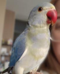 Lost Male Bird last seen Hines Ave and Rendon St, Las Vegas, NV 89143