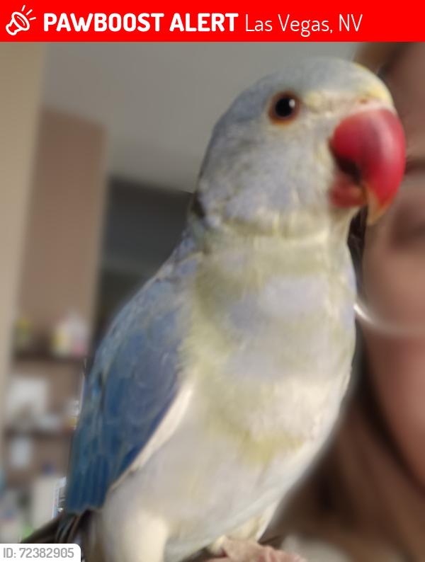 Lost Male Bird last seen Hines Ave and Rendon St, Las Vegas, NV 89143