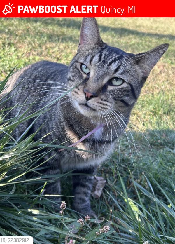 Lost Male Cat last seen Clarendon & Jonesville rd, Quincy, MI 49082