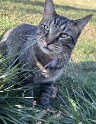 Lost Male Cat last seen Clarendon & Jonesville rd, Quincy, MI 49082