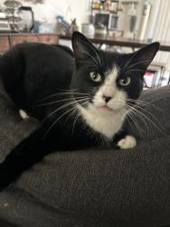 Lost Male Cat last seen Bond, Fresno, CA 93703