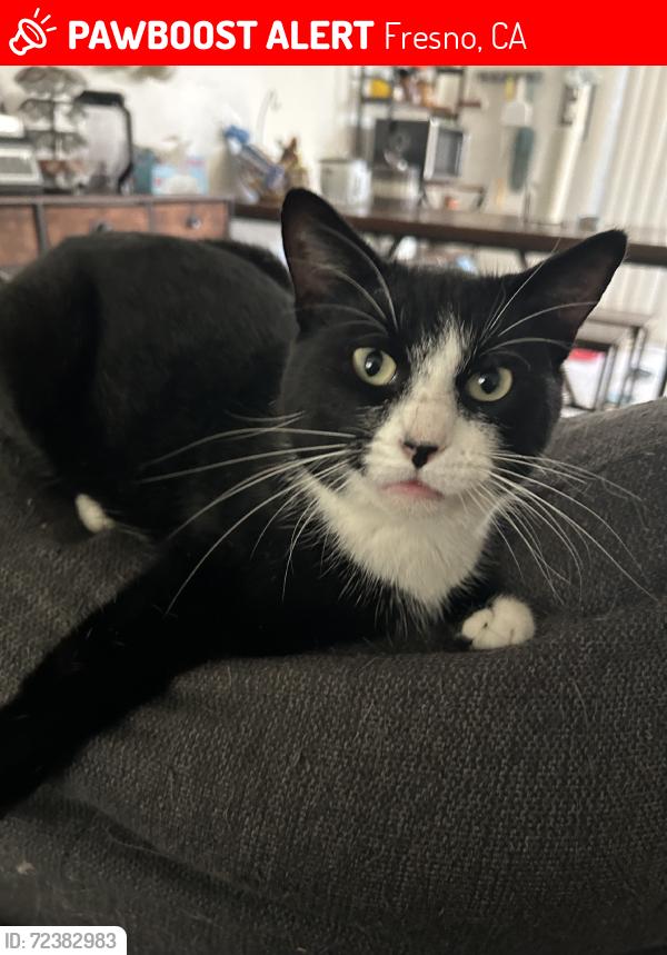 Lost Male Cat last seen Bond, Fresno, CA 93703