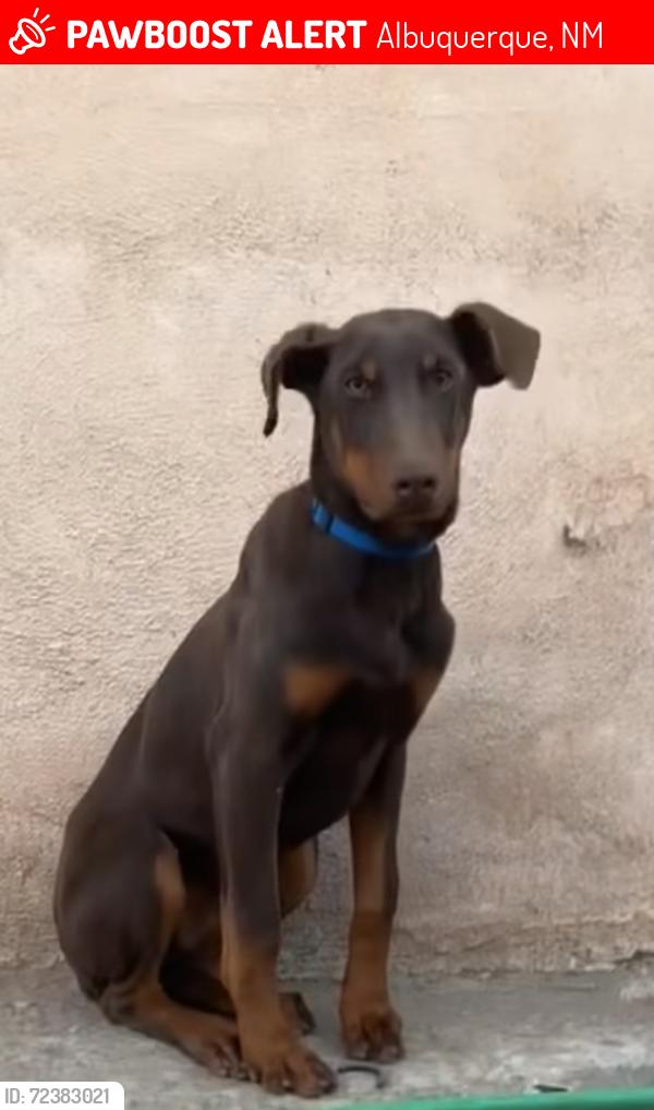 Lost Male Dog last seen William street , Albuquerque, NM 87102