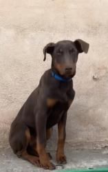 Lost Male Dog last seen William street , Albuquerque, NM 87102