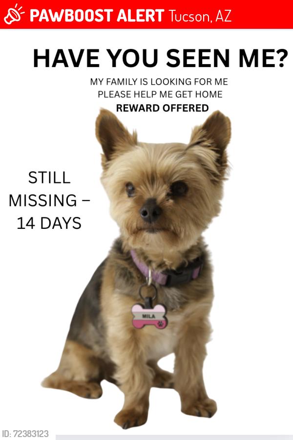 Lost Female Dog last seen Skyline / Pontatoc  Swan, Tucson, AZ 85718