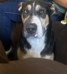 Lost Female Dog last seen Pioneer st, Santa Fe Springs, CA 90670