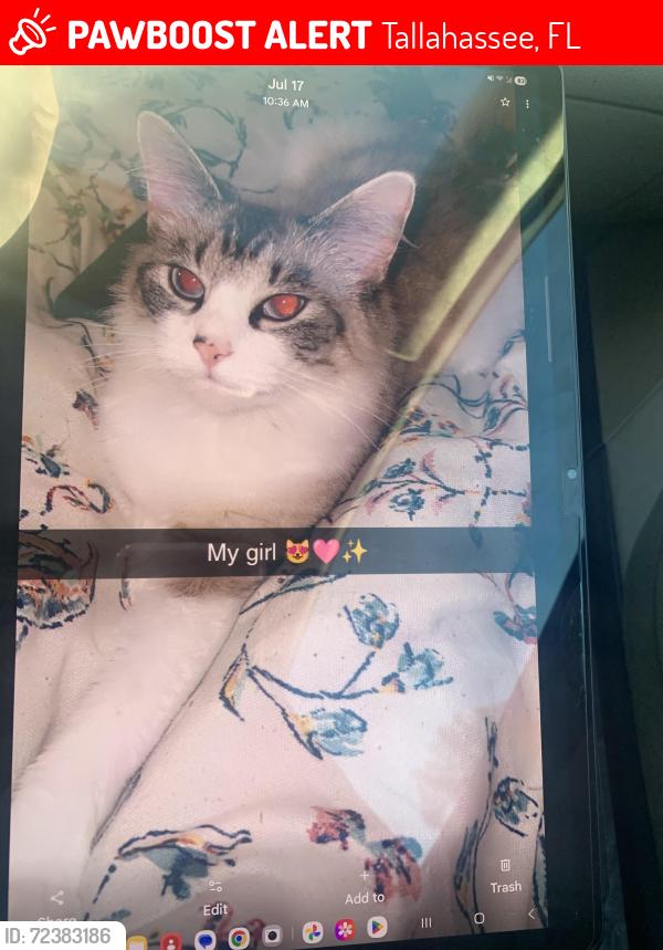 Lost Female Cat last seen Terra lakes apmts , Tallahassee, FL 32303