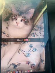 Lost Female Cat last seen Terra lakes apmts , Tallahassee, FL 32303