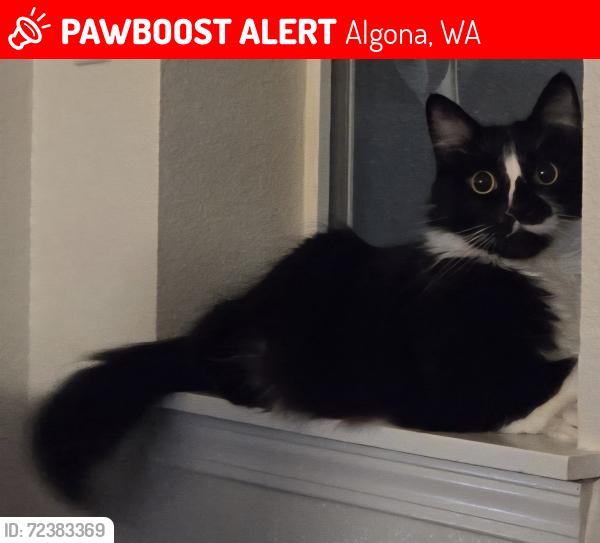 Lost Male Cat last seen 7th Ave N and Algona Blvd N, Algona, WA 98001
