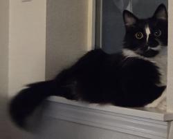 Lost Male Cat last seen 7th Ave N and Algona Blvd N, Algona, WA 98001