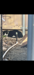 Lost Male Cat last seen Calle Cristobal and Acama st , San Diego, CA 92126