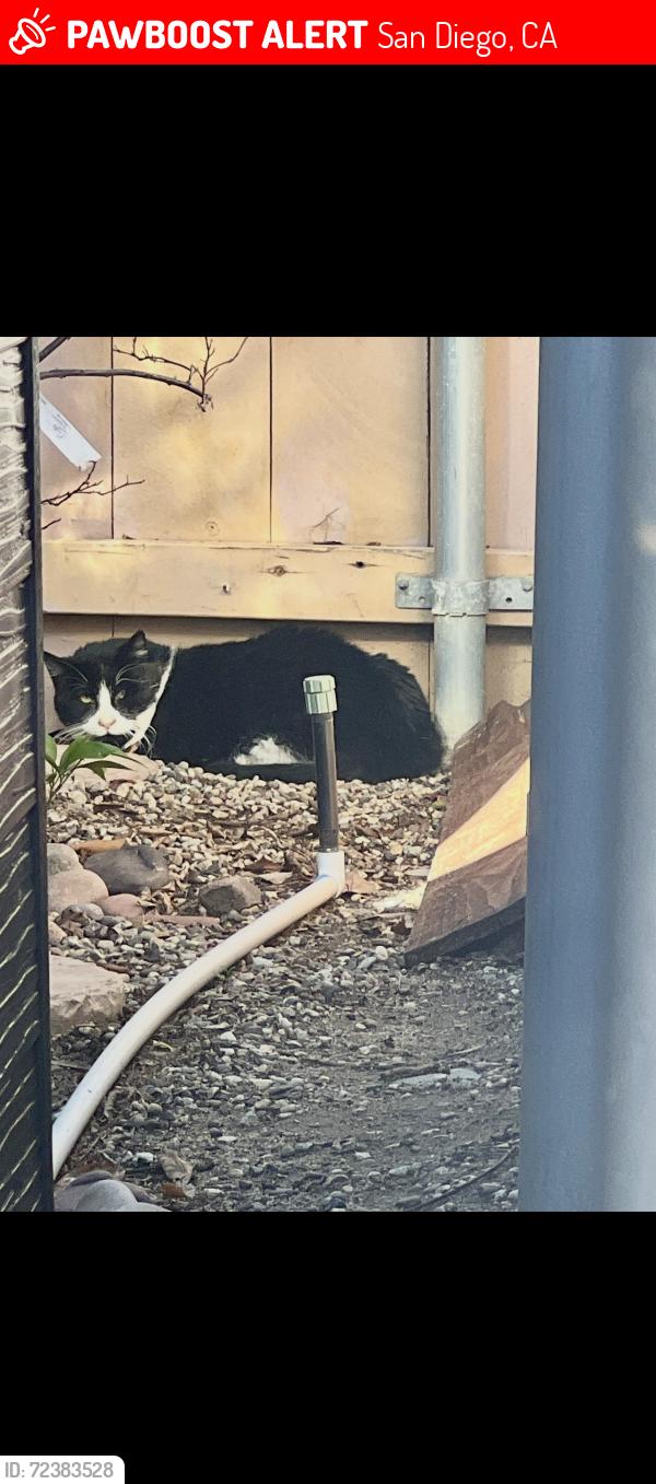 Lost Male Cat last seen Calle Cristobal and Acama st , San Diego, CA 92126
