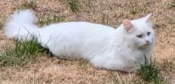 Lost Female Cat last seen Across from Ridgeway Plaza , Mississauga, ON L5M 7N7